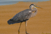 Wildlife