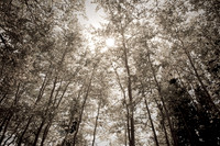 Sun Through the Aspens