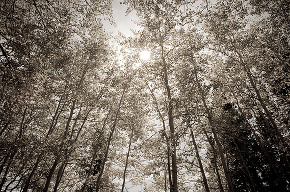 Sun Through the Aspens