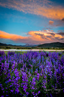 Lake Dillon Flowers