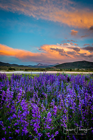 Lake Dillon Flowers