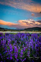 Lake Dillon Flowers