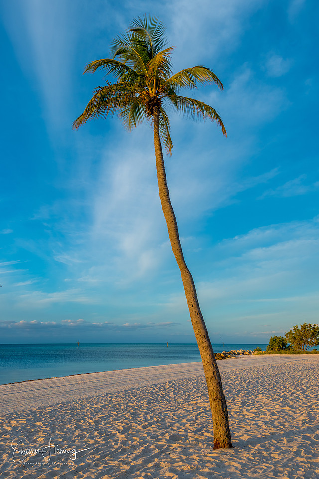 Key West - Lone Palm