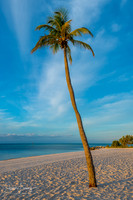 Key West - Lone Palm