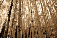 Aspen Tree Trunks