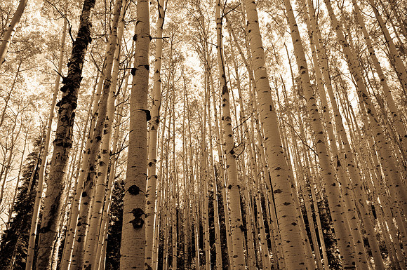 Aspen Tree Trunks