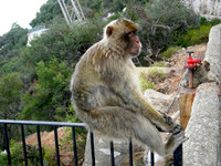 Barbery Apes (5 of 7)