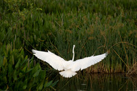 Wildlife (7 of 8)