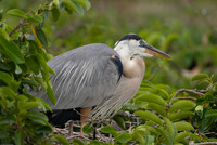 Wildlife (4 of 8)