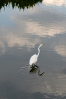 Wildlife (6 of 8)