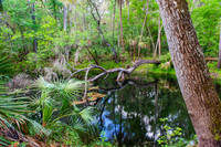 Hillsborough River SP-50_1_2_3_4_tonemapped