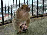 Barbery Apes (3 of 7)