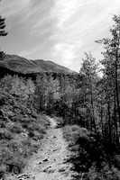 Curving Trail