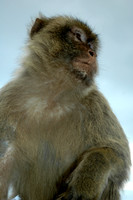 Barbery Apes (2 of 7)