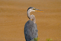 Wildlife (1 of 2)