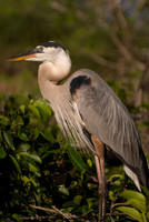 Wildlife (3 of 8)