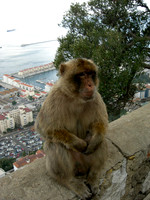 Barbery Apes (7 of 7)
