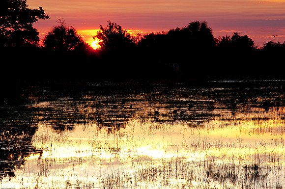 Sunset at Loxahatchee Wildlife Refuge 1