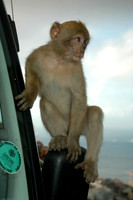 Barbery Apes (1 of 7)