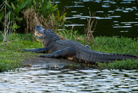 Wildlife (10 of 8)