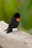 Wildlife (8 of 8)