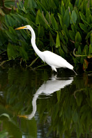 Wildlife (5 of 8)