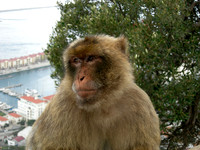 Barbery Apes (6 of 7)